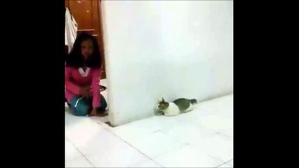 Kitten scared by owner during hide and seek game