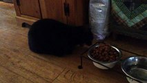 noisy Felix eating the dog food