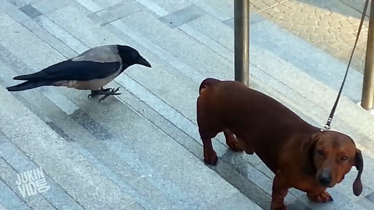 Crow Teasing Dog. Very Funny