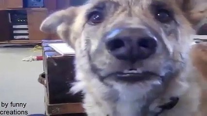 Ultimate Funny Dog tease-very funny-talking dog