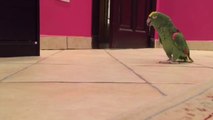 Everything You’re Doing And Watch This Parrot Laugh Like A Super-Villain!