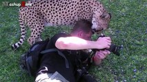 Tigers, Lions And Cheetahs Love To Cuddle - Big Cats Compilation