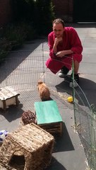 Tigo THE rabbit without ears walking