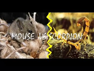 Animal Fight Club 3 !! -  ANIMAL VS ANIMAL ( Part 3 )