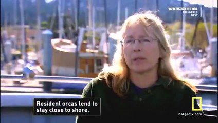 The Killer Whale Eats Great White Shark | Interesting Documentary Films