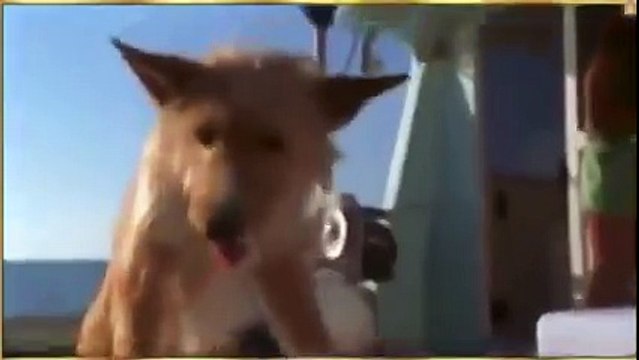 Сабака упала с борта в воду в открытом море не в силах выбраться но ей помогает