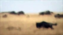 Wildebeest Fights Back against Lions
