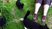 Funny Cats Meeting Cute Puppies Compilation __ NEW