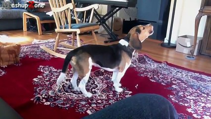 Funny Dogs Howling To Music Compilation __ NEW