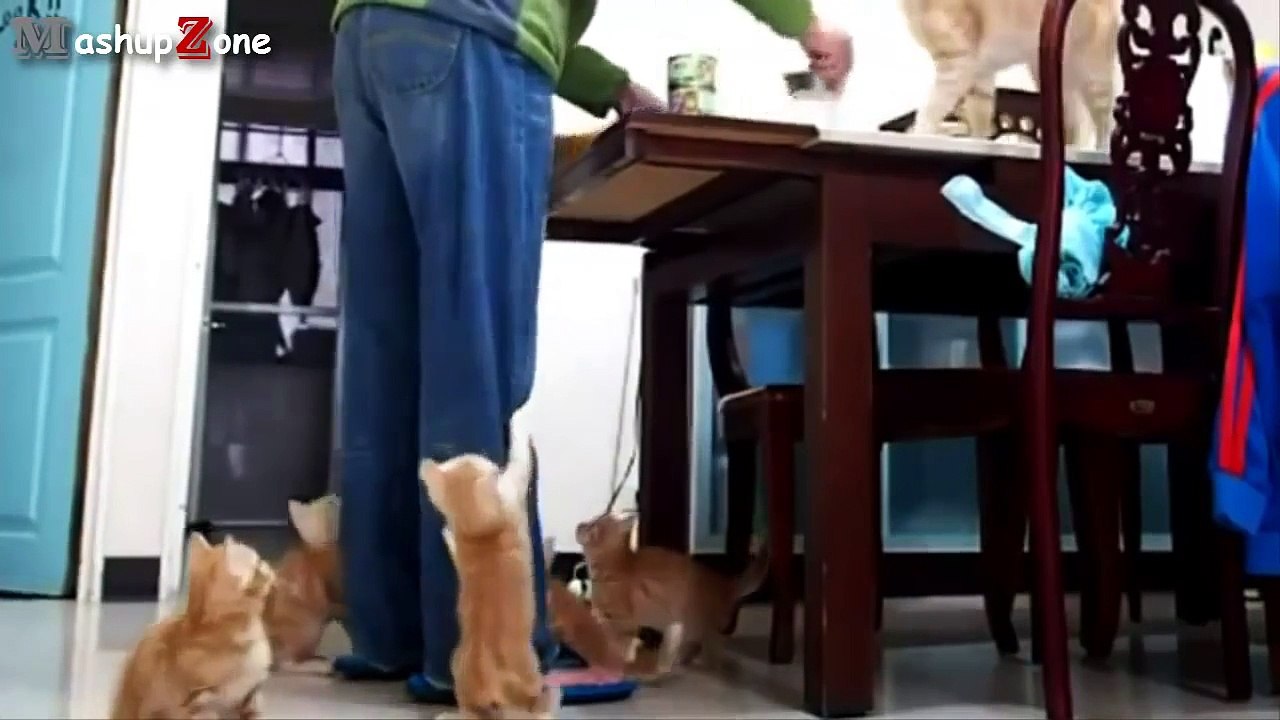 Cute Kittens Compilation 2015 [NEW]