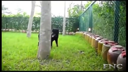 Animals fighting to death - Dog Vs Snake real fight - Wild anima