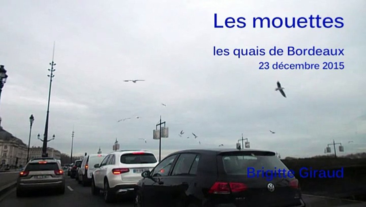 Mouettes | 23 déc 2015