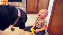 2015 · Cats, Dogs & Cute Babies Compilation · Part 4