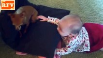 2015 · Cats, Dogs & Cute Babies Compilation · Part 1