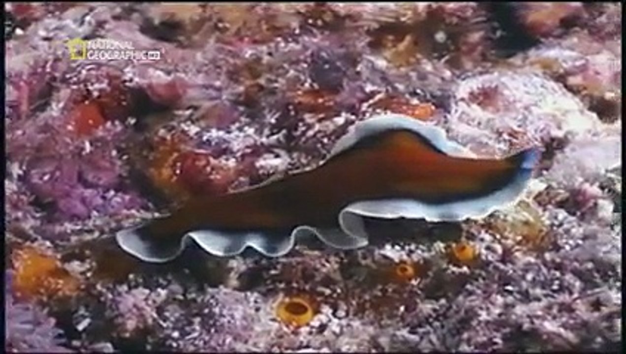 Pruebas de la evolucion