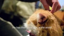 Dünyanın en sevimli mırlayan kedisi videosu