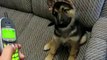 The best of 2016 German shepherd puppy - Deutscher Schäferhund welpe - Verstehen Sie Spass VSSpass