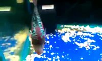 The best of 2016 King Kamfa Flowerhorn Cichlid Fish