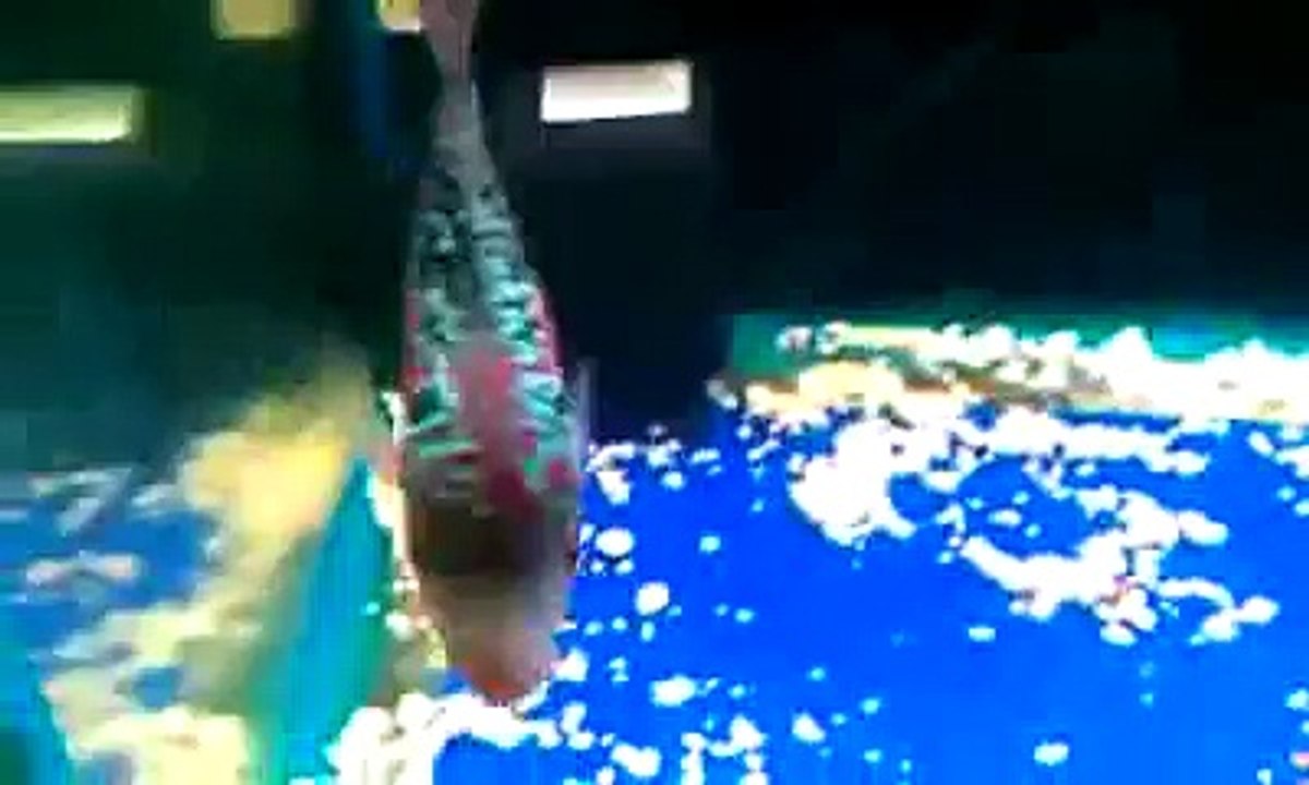 The best of 2016 King Kamfa Flowerhorn Cichlid Fish