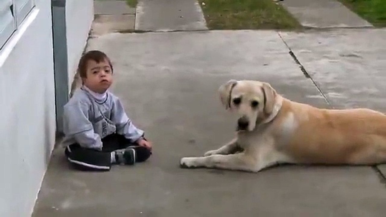 Un labrador aide un enfant trisomique à interagir
