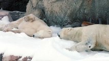 Polar Bears Play in Snow at the San Diego Zoo