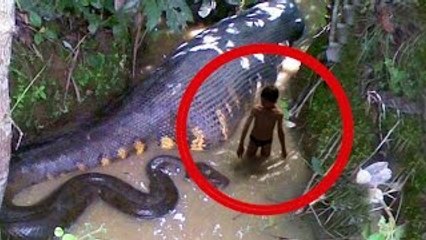Las Serpientes Más Grandes del Mundo - REALES