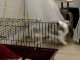 Kramer & Cookie : toujours le fol amour !!