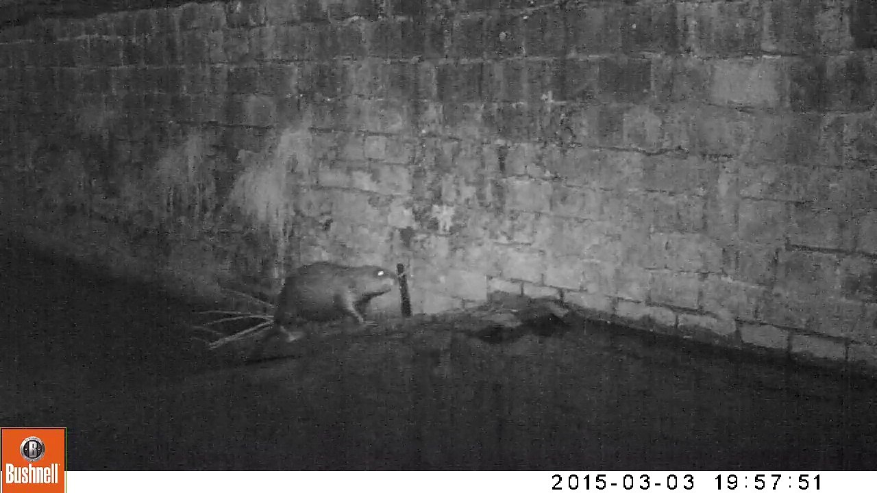 Bergilers: une passerelle permet le passage des castors