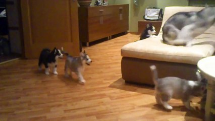 Husky puppies playing with her mother