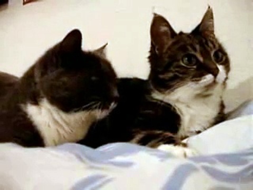 Cat Talking, Translation