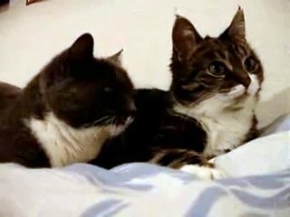 Cat Talking, Translation