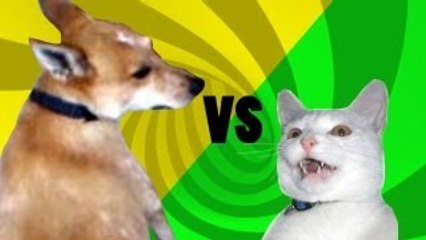 Cat vs Dog: Epic Tail Chaser