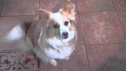 Pet Interviews - Talking Bird, Dog, Cat (teaser)
