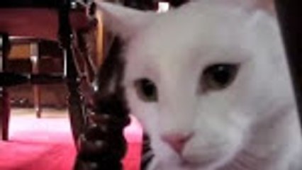 Talking Cat - The New Fish PART 3