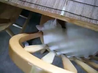 What Cats Are Really Thinking