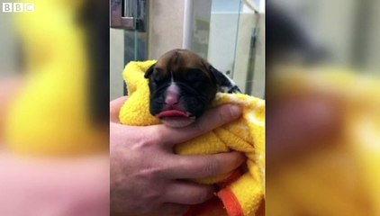 British couple pay £60,000 for cloned puppies