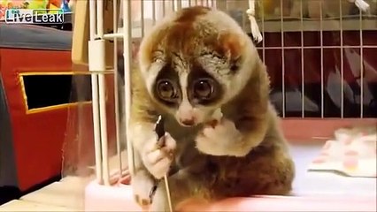 Cute Lemur eating rice