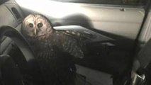 This owl just attacked a police officer and nearly made him crash his car