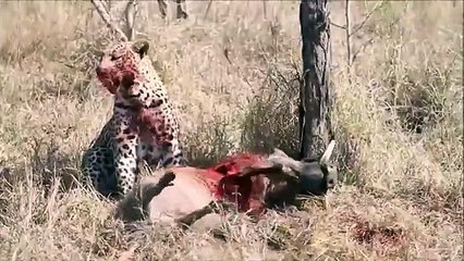 Leopar Canlı Domuzun Ciğerini Yiyiyor HD