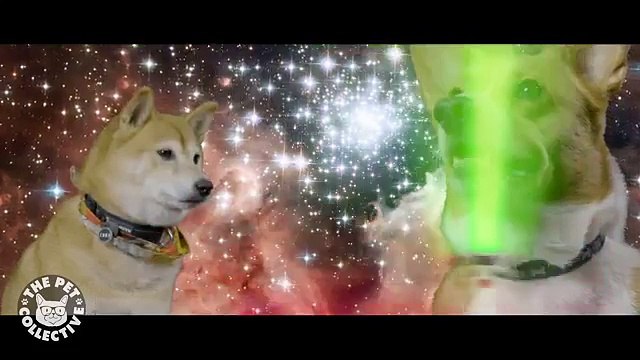 Star Wars- The Force Awakens Puppies Parody Lightsaber Puppies Battle