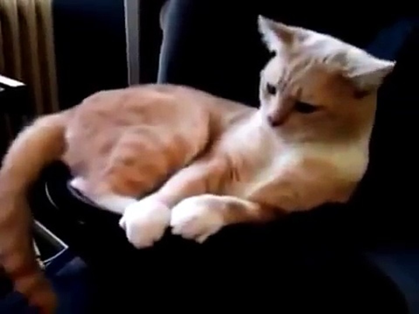 Улетные животные смешно до слез Смешные видео про животных Смешные животные до слез