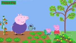 Peppa Pig English Episodes - 37 Lunch