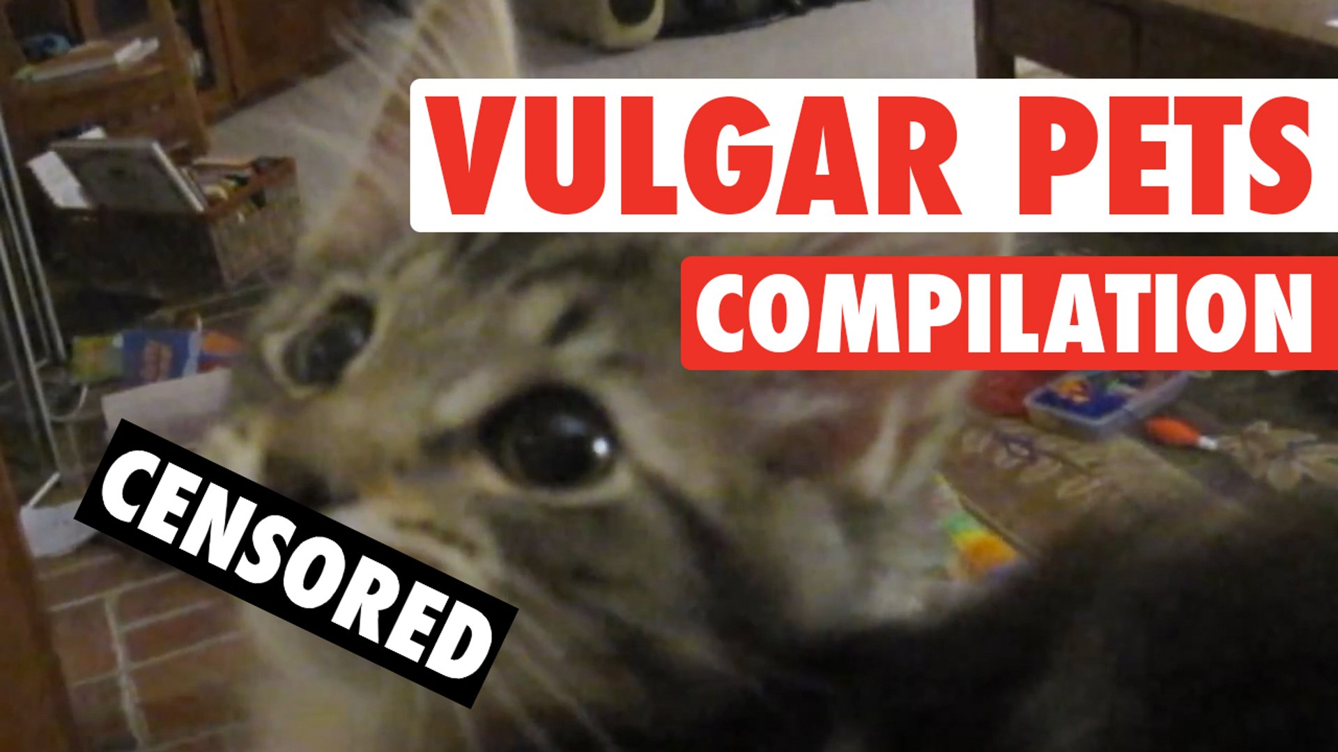 Vulgar Pets Compilation || NSFW Funny Pets