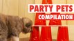 Party Animals Go Hard || Party Pets (Animal Compilation)