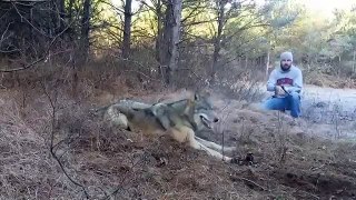 Охотники Спасли Волка Попавшего в Ловушку