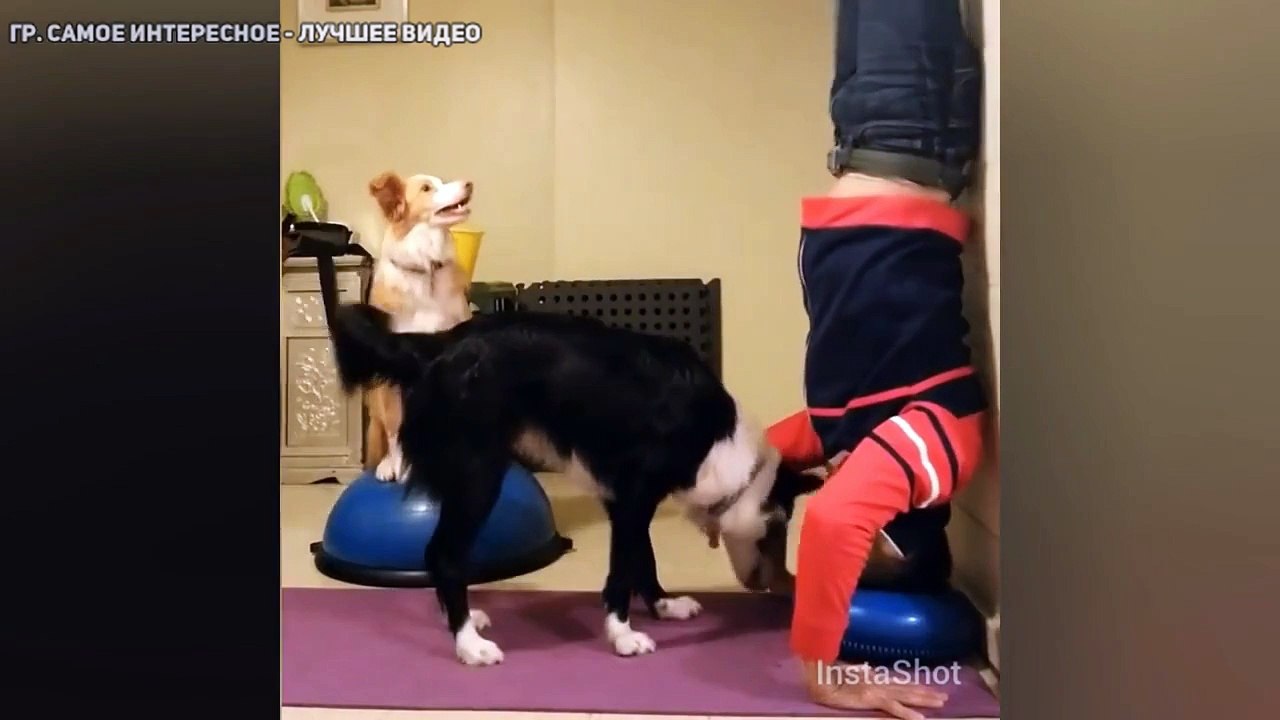 Пёс стоит на голове