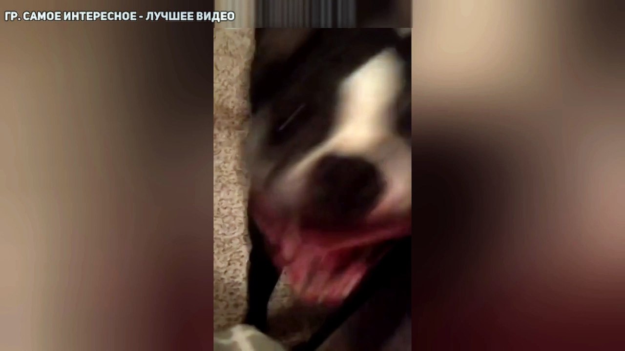 Пёс-танцор зовёт в пляс своего хозяина