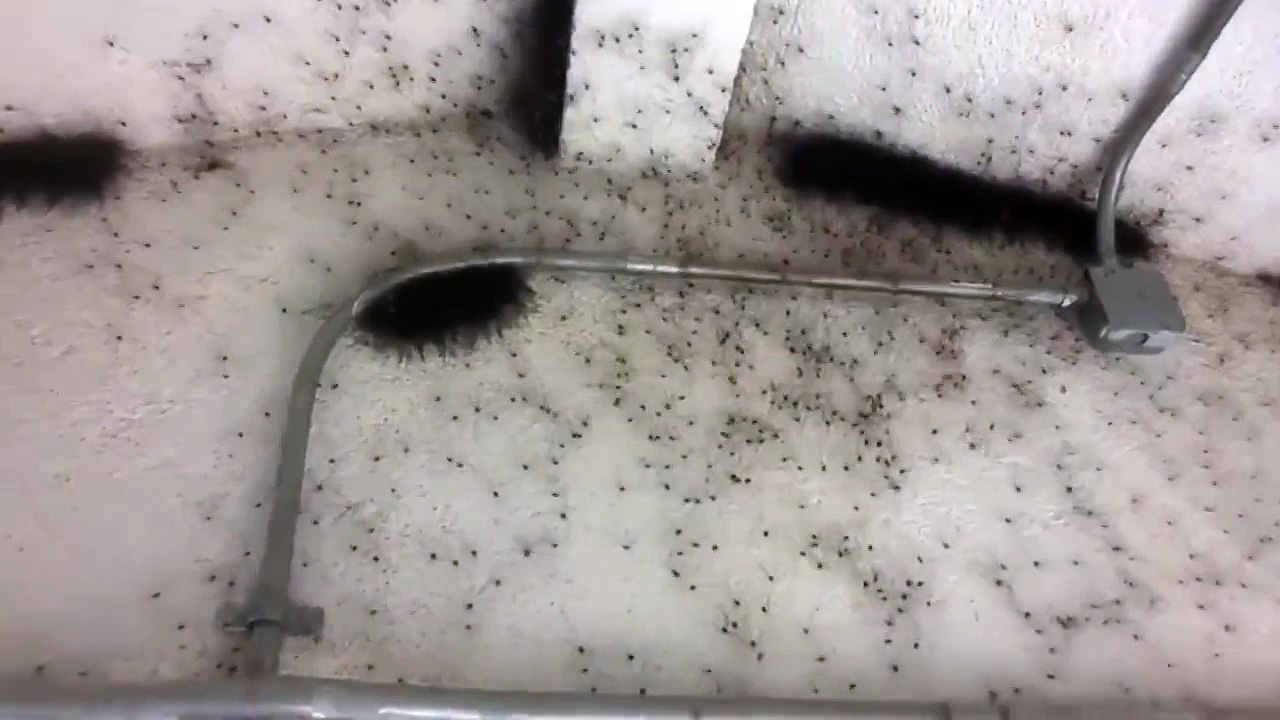 Полная комната пауков