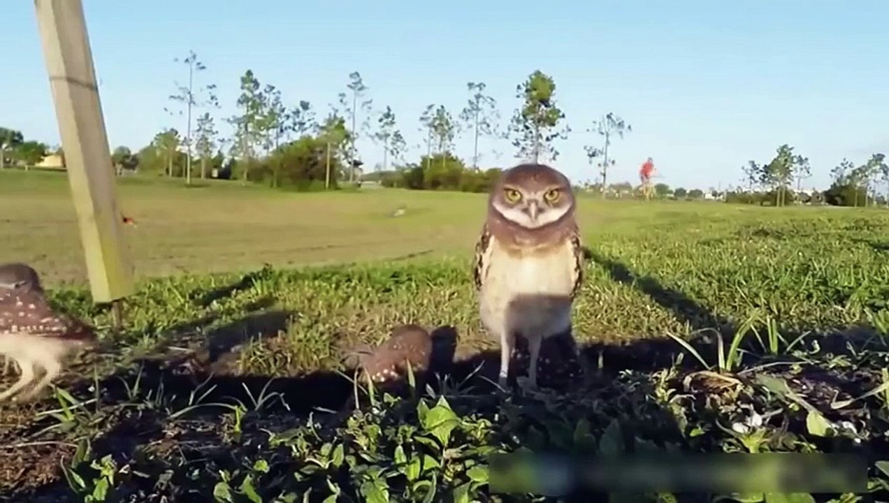 Приколы с животными_(Веселые совы)
