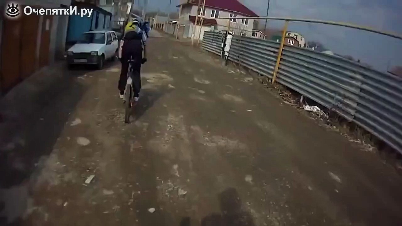 Реакция собак на звук электрошокера